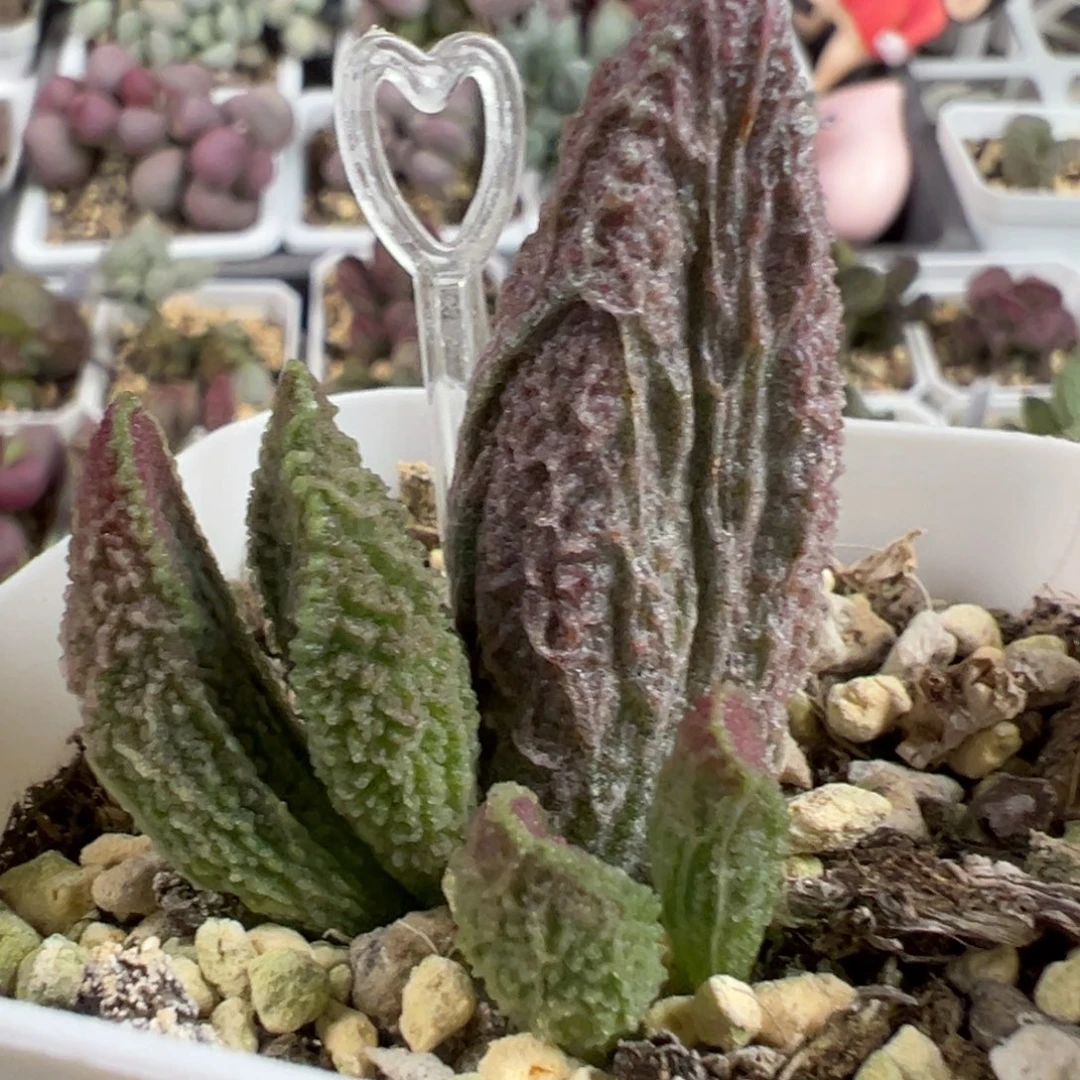 苍龙大苗粗狂纹路款多肉