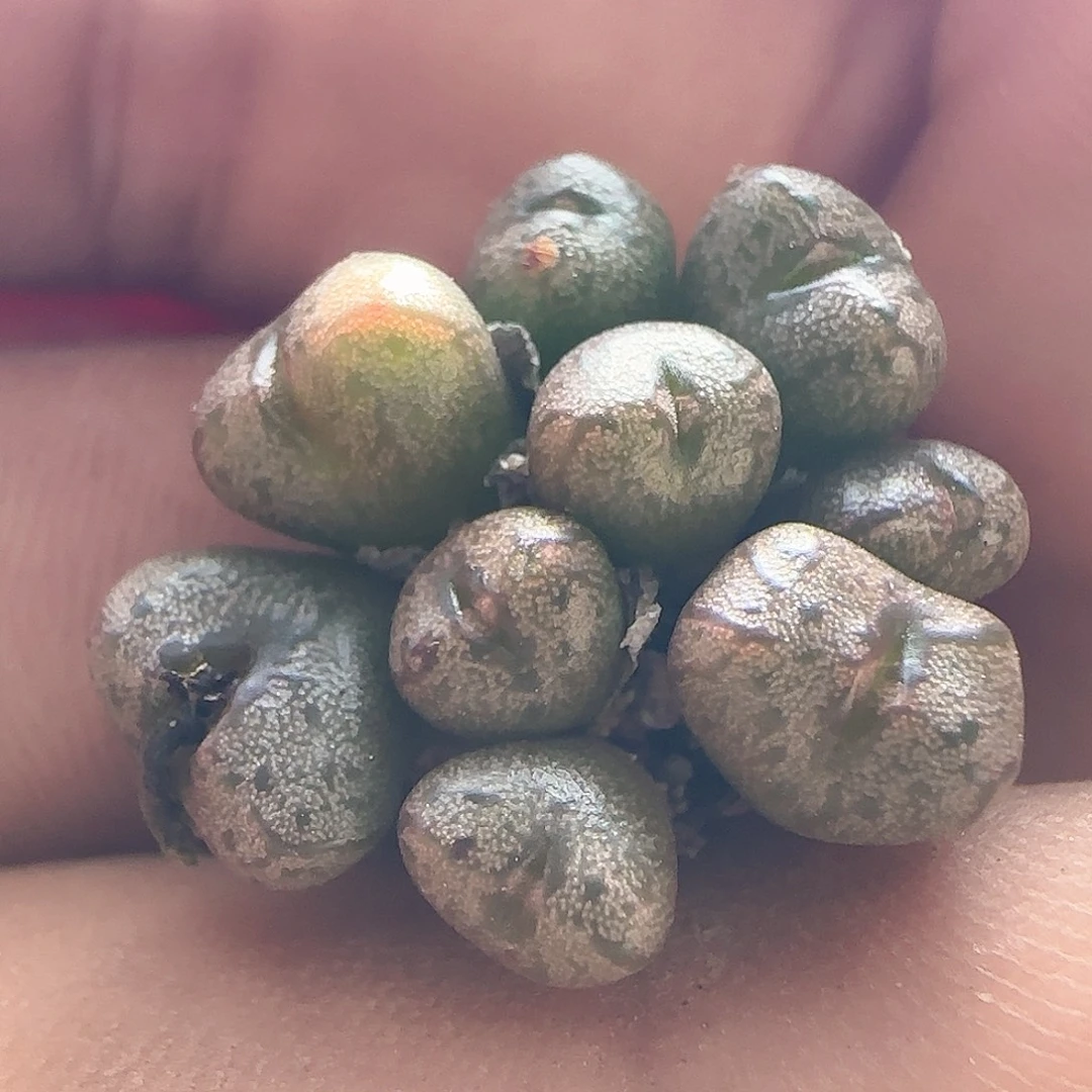 好看的杂交。57675