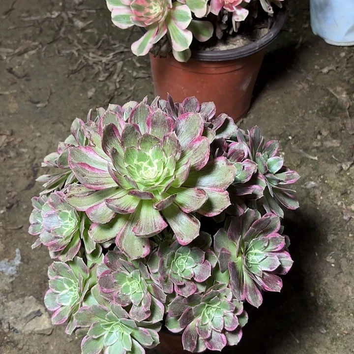 多肉植物法师万花筒4