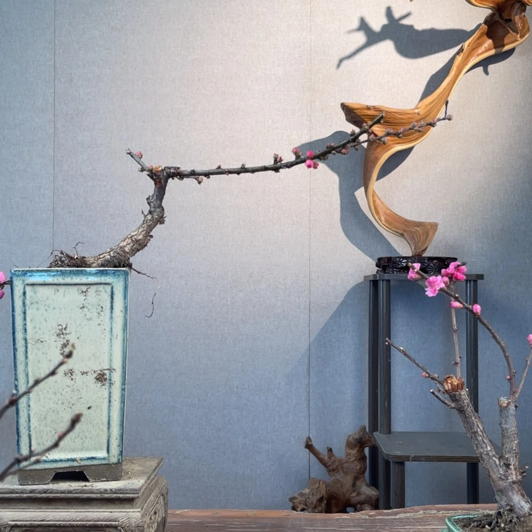 微月季盆景111111冷*