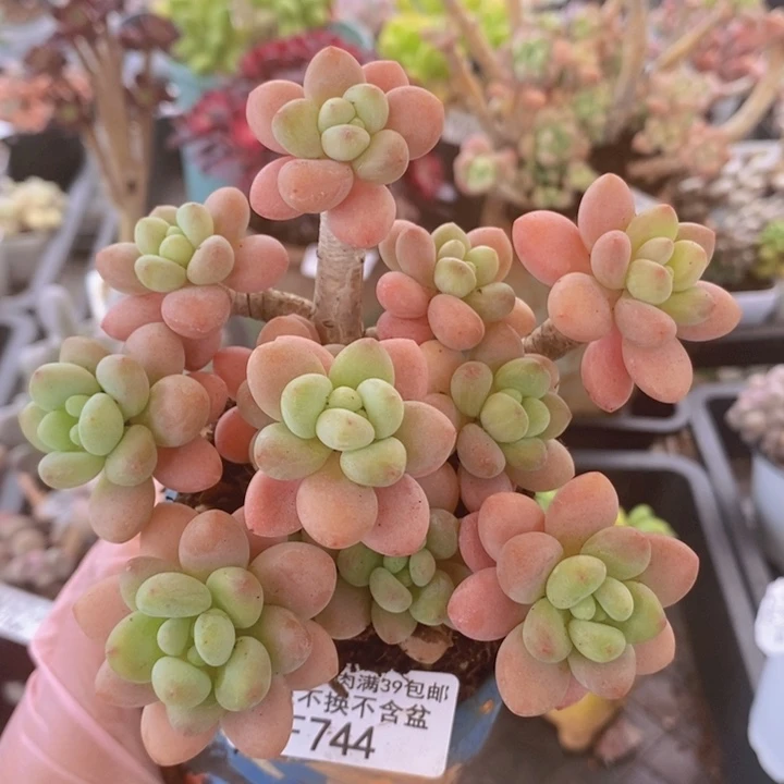 鱼子酱老桩12cm744多肉植物