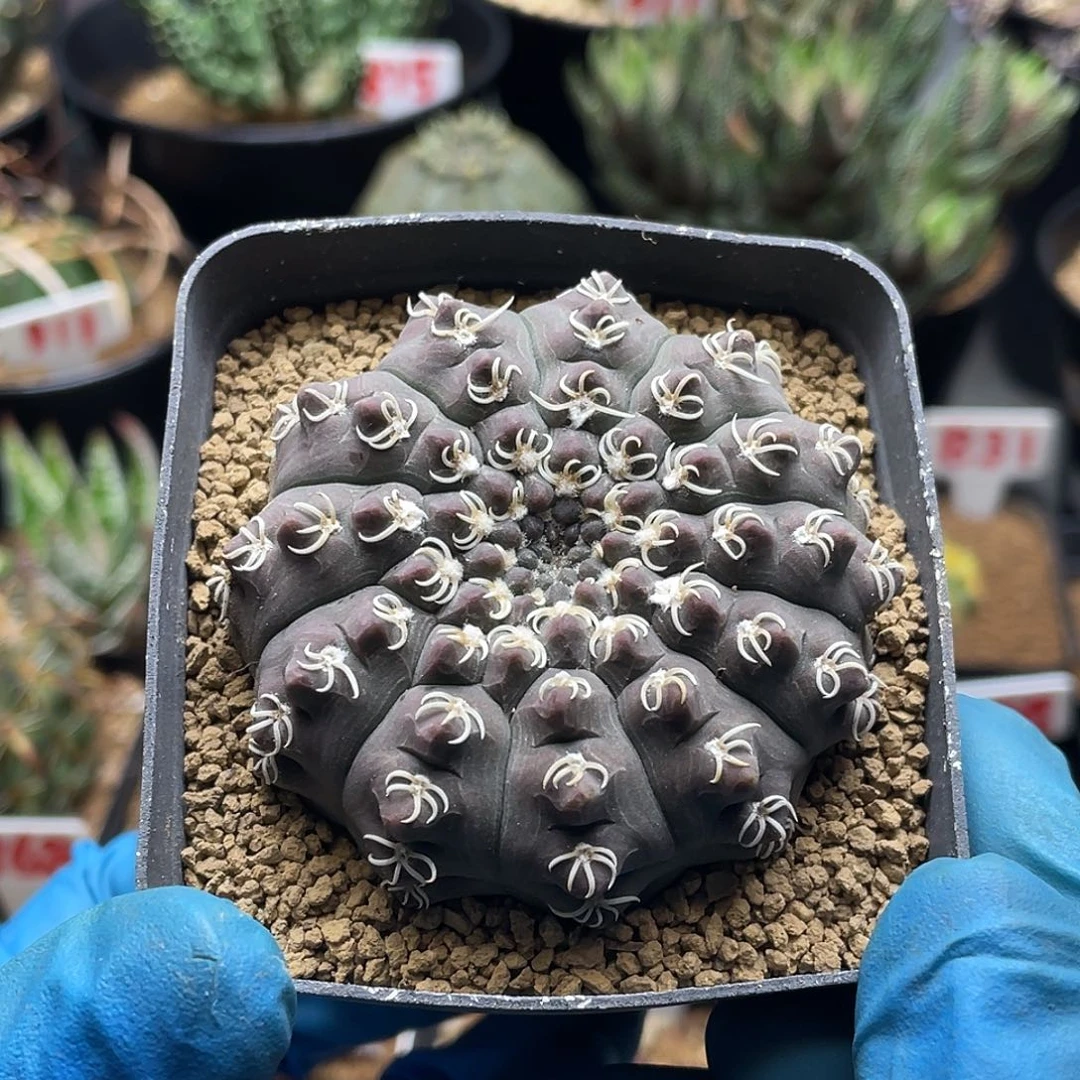 实生紫皮龟甲瑞昌玉仙人球