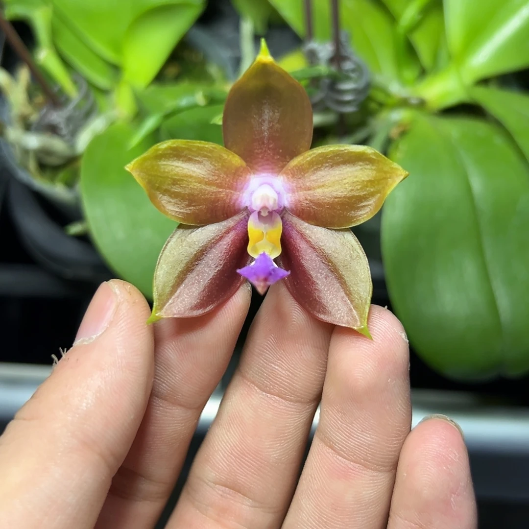 完全开放l336n6505