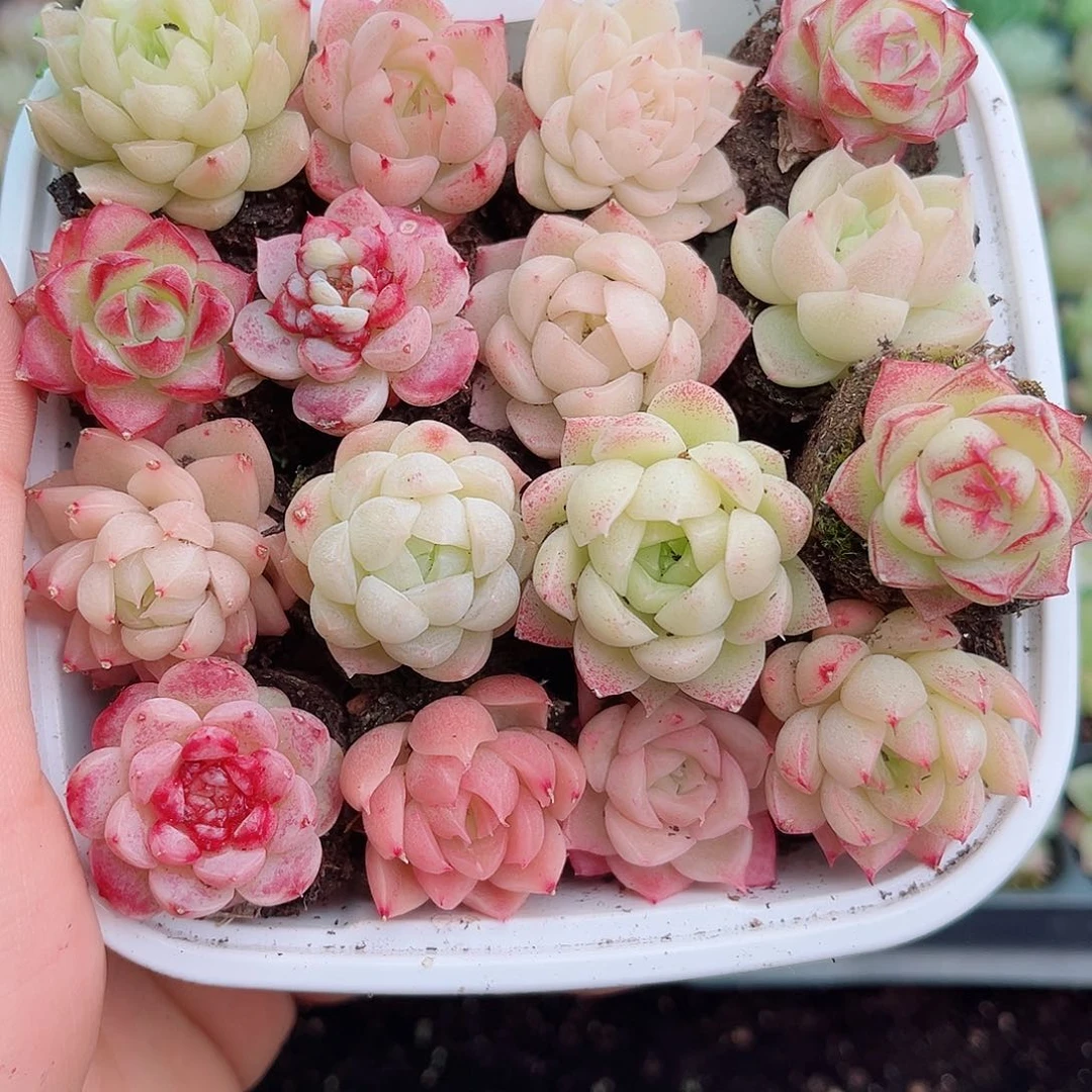 1-2 新疆西藏内蒙不发12.8包邮2-3公分多肉