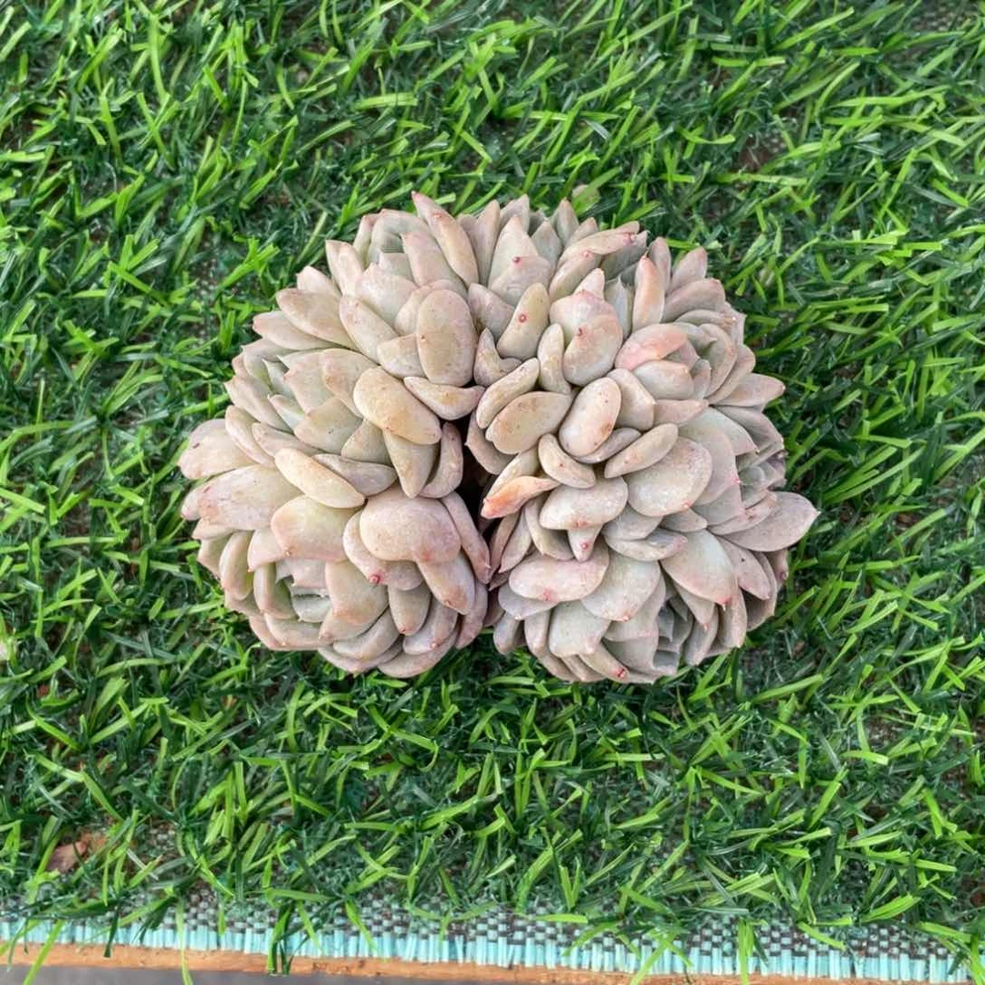 ?****彡冰魄朵朵冠幅10 公分一物一拍