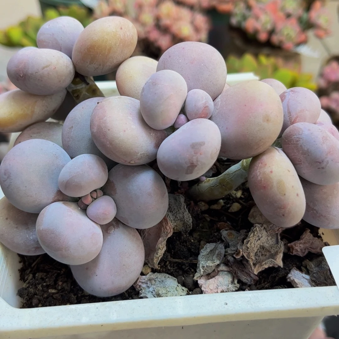 216/10cm水光针多肉植物