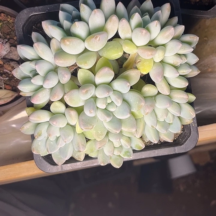 多肉植物奶糖群161
