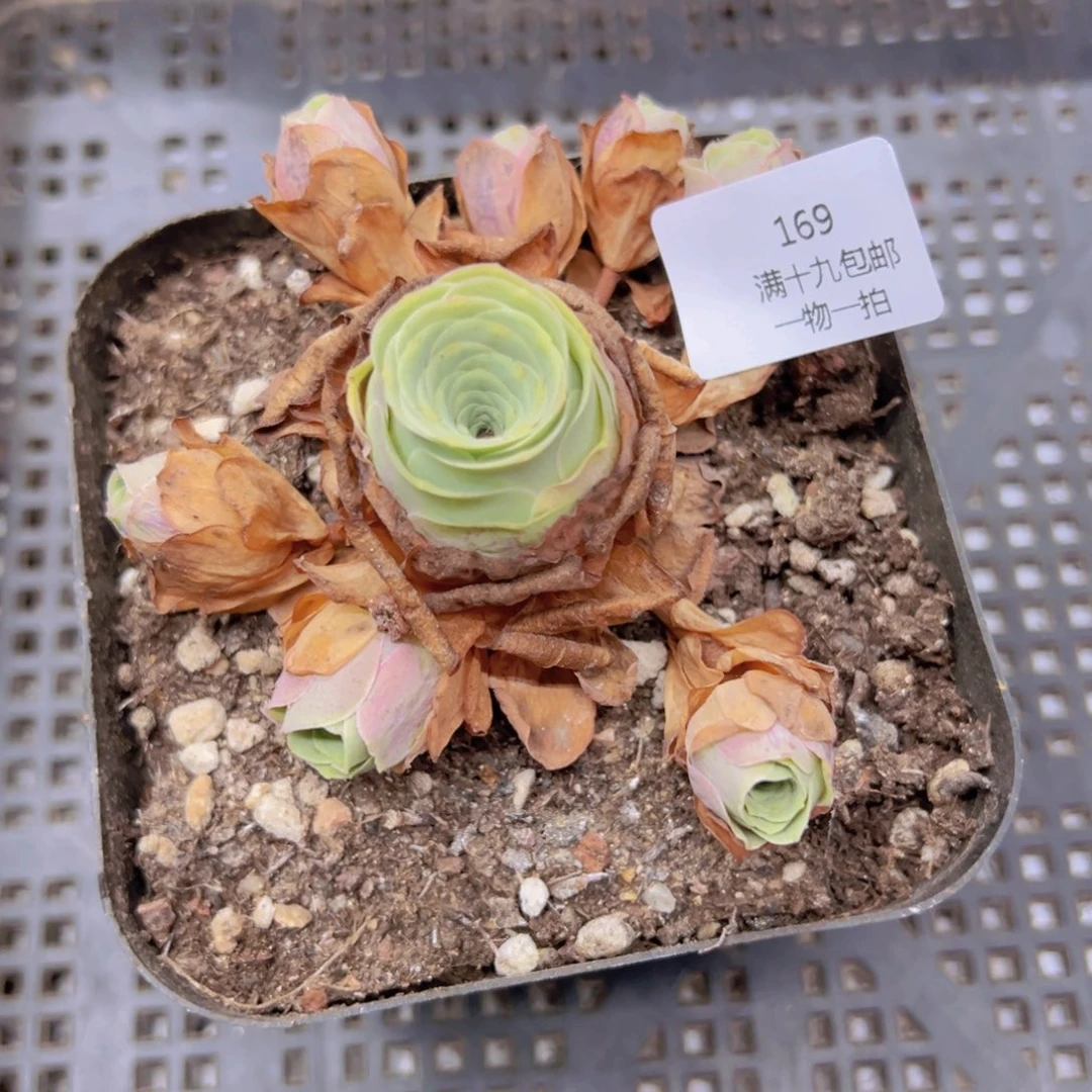 延***康169 侧牙掉不包损无售后