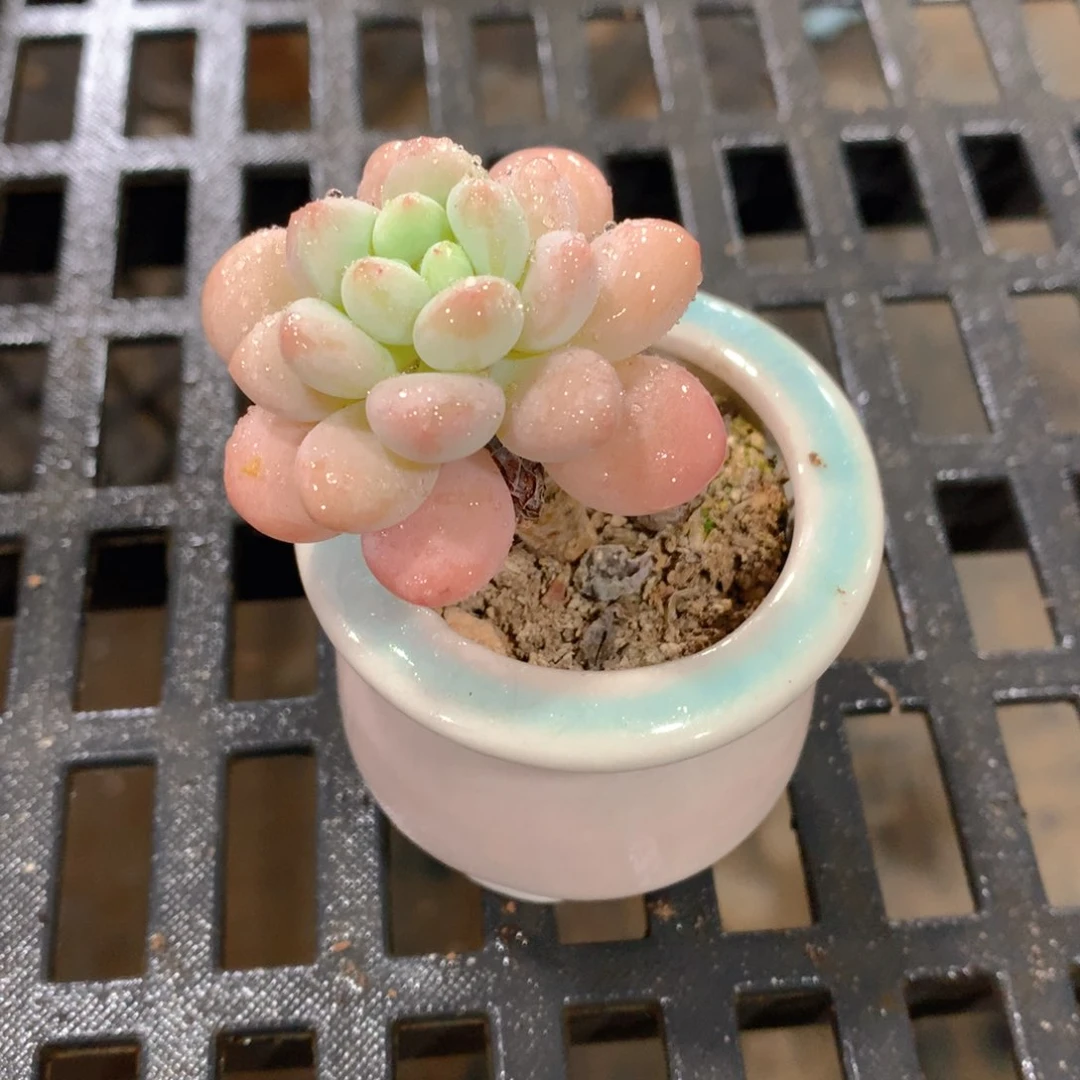 肉萌萌精控多肉 5cm盆量拍 达芙妮单头瓷盆