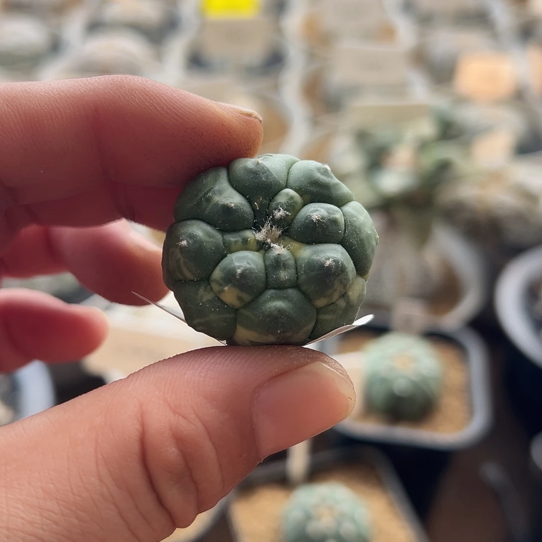 无花朵473实生龟甲兜锦mmmm