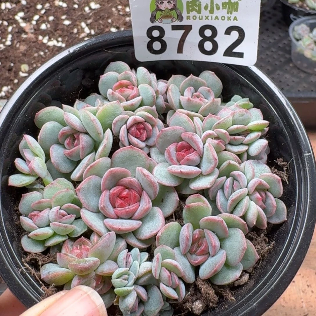 多肉植物多肉植物