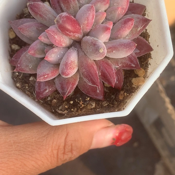 虞美人双。（满9.99包邮不满9.99发叶子）