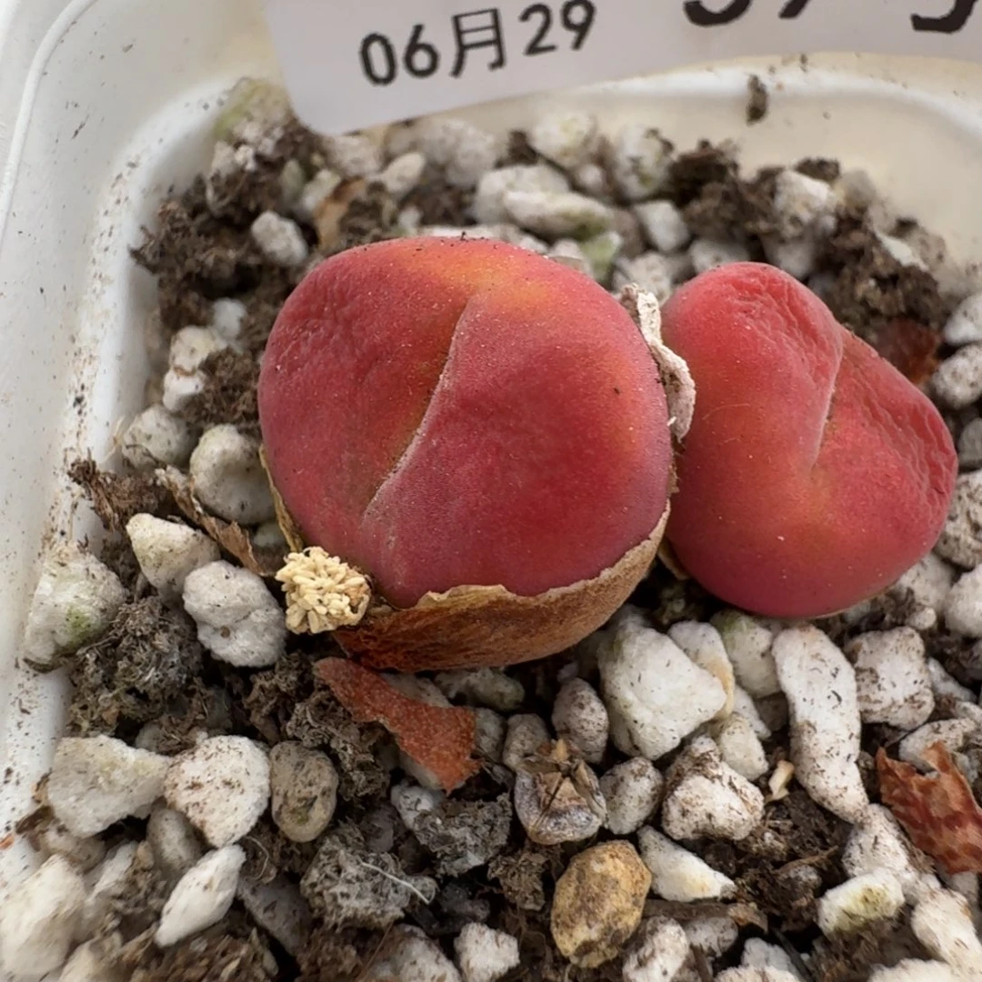 桃喜花园0629-59毛