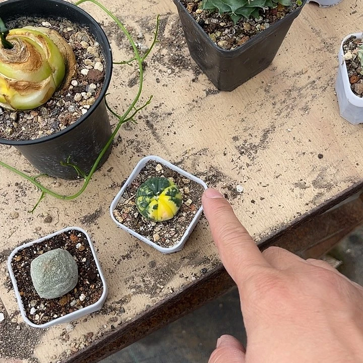 无花朵实生兜锦一物一拍