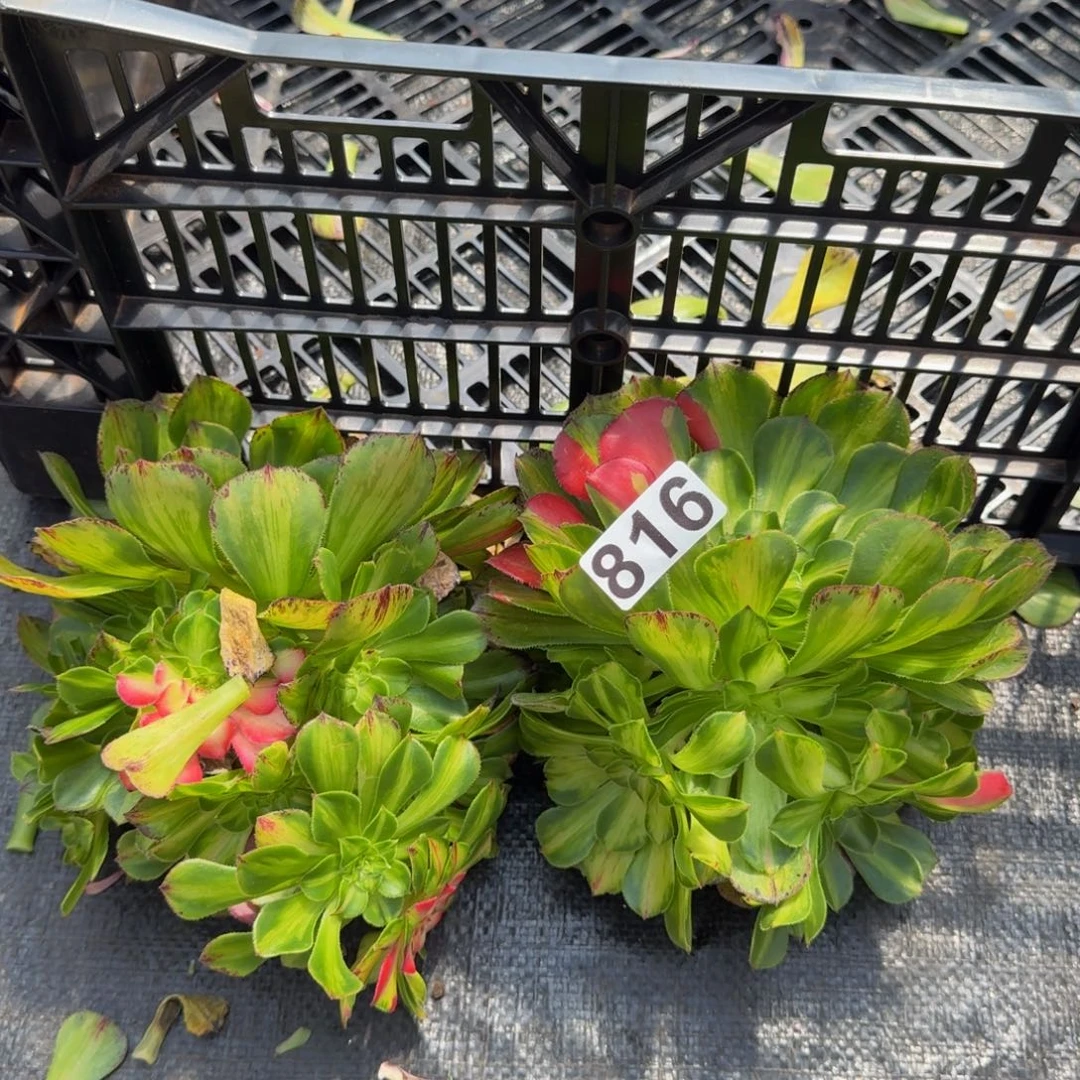 816多肉植物知否两颗