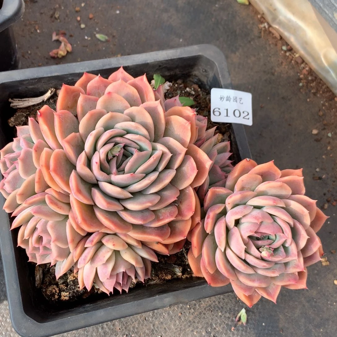 6102杂交多肉植物基地