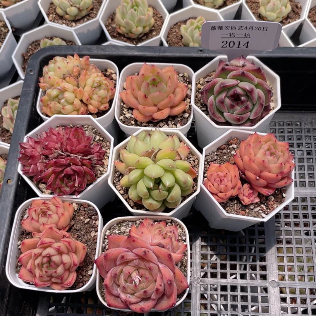 薇薇安园艺多肉2014