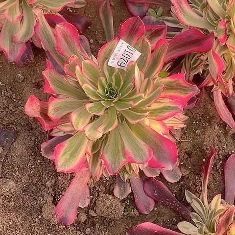 1079美杜莎多肉法师