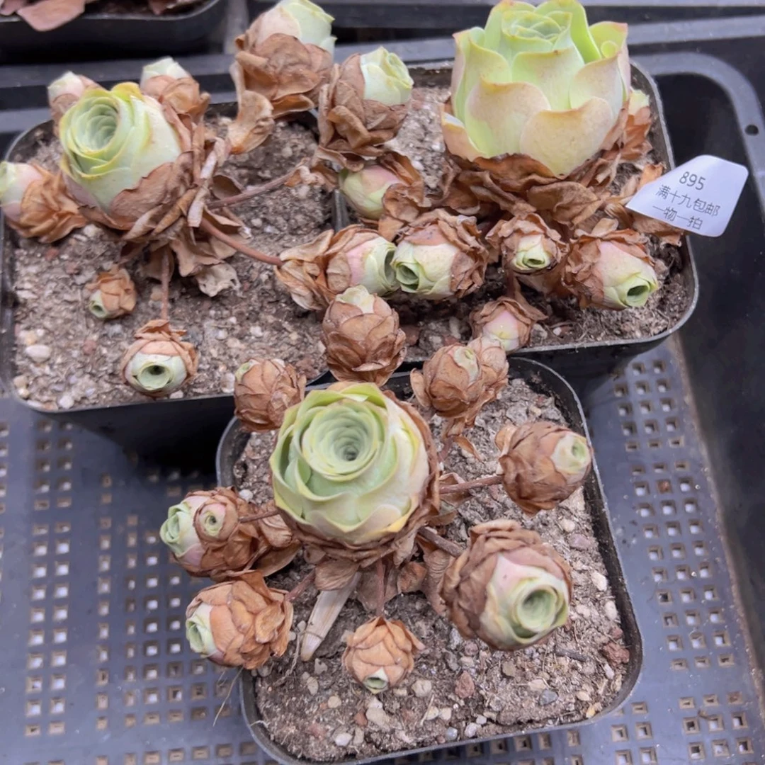 895 侧牙掉了不包损无售后