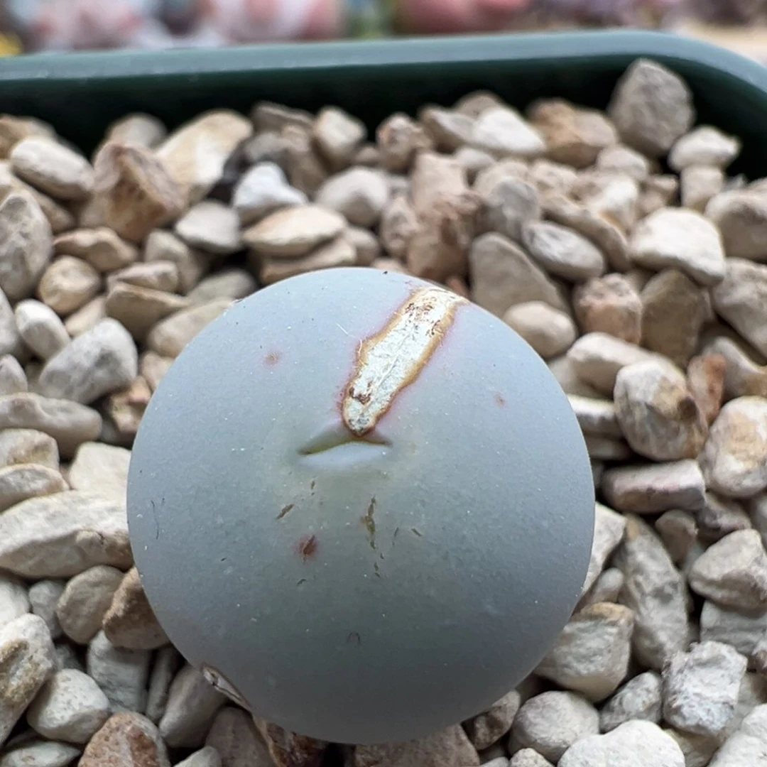 481。青蛙种源 V嘴。柏实多肉植物