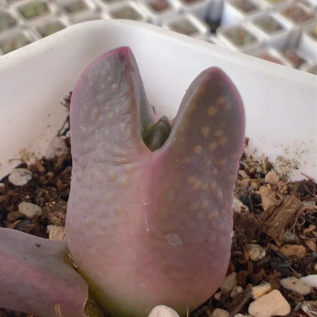 112多肉植物百科知识