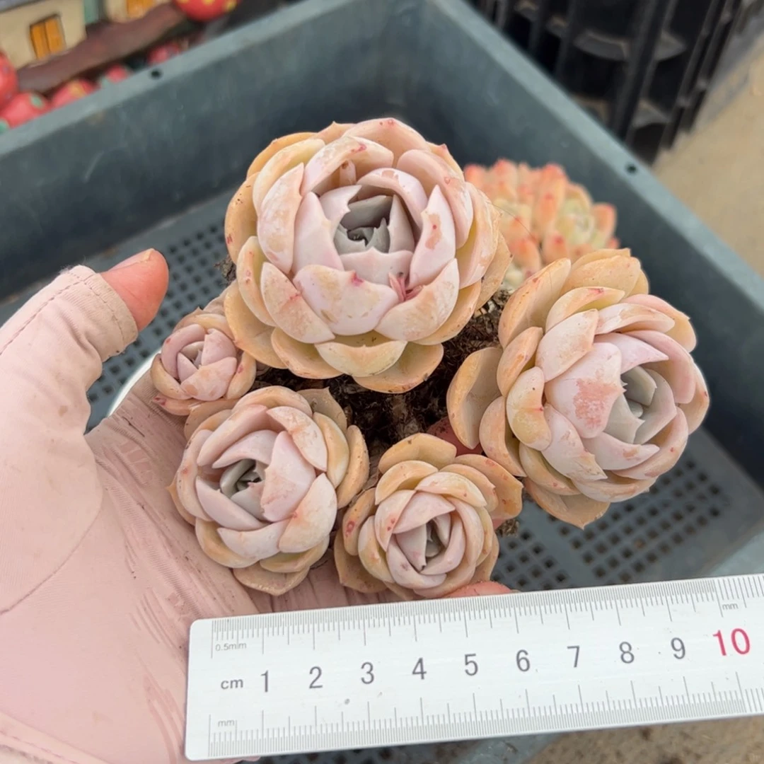 佳*玲227 多肉植物组合盆栽