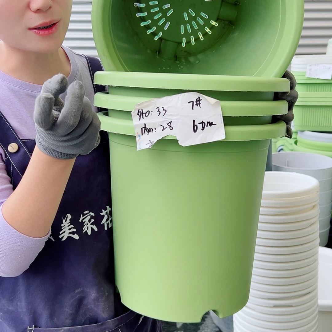 四季盆7#果绿20个无托