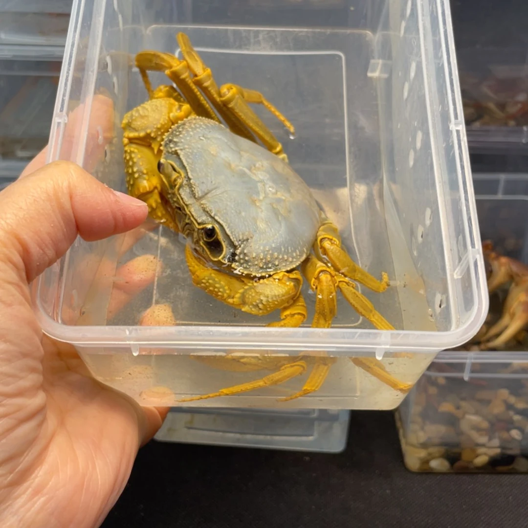 【闪购商品】精**哥溪蟹