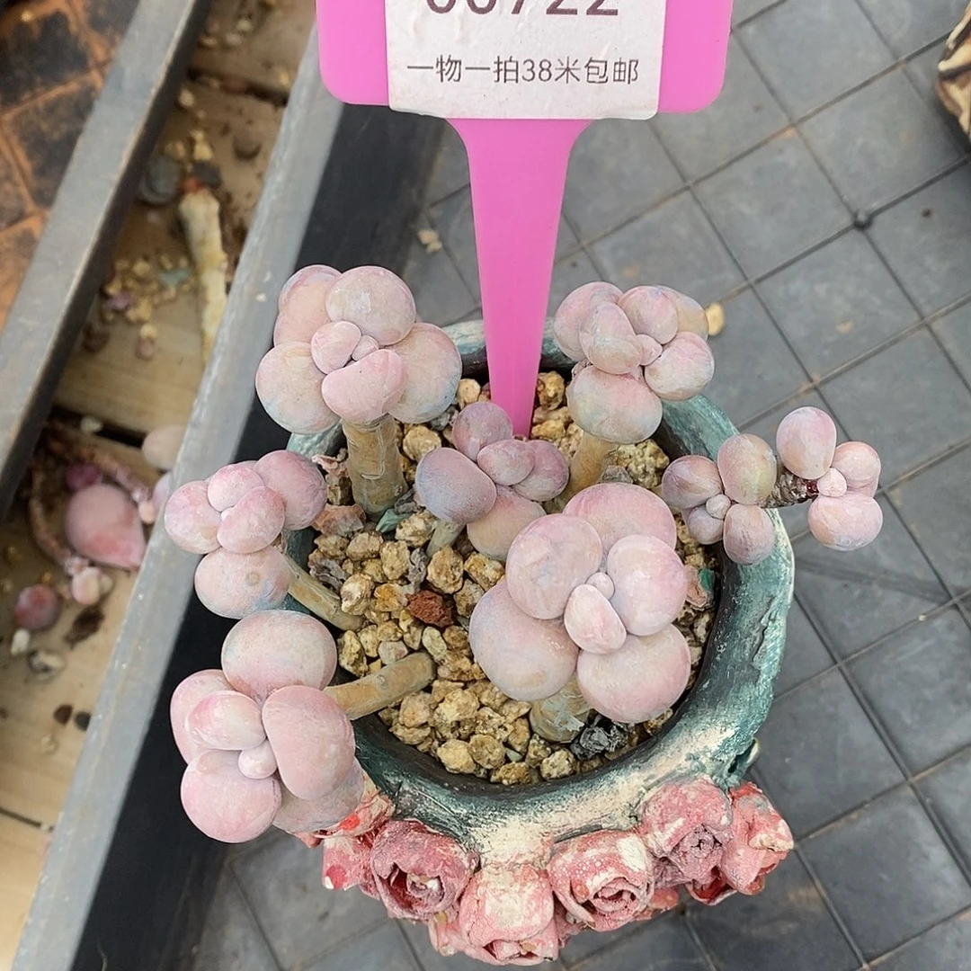 722咯路普通摸摸我