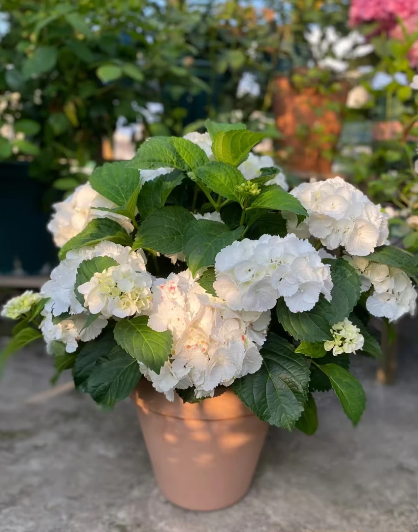 魔幻雪球1.5加仑皮实好养耐晒基地直发