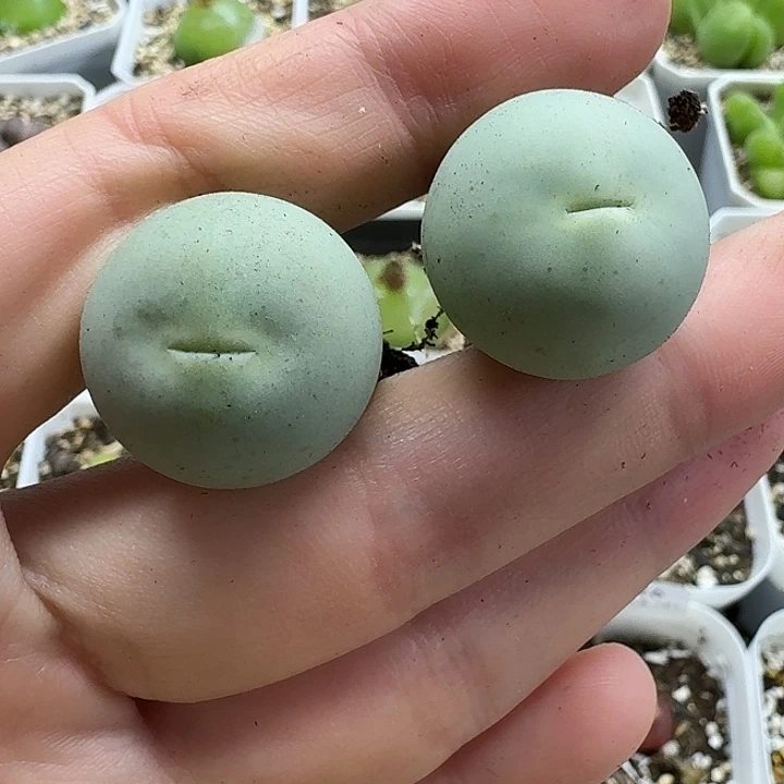 老马生石花2.2鸽子蛋3053