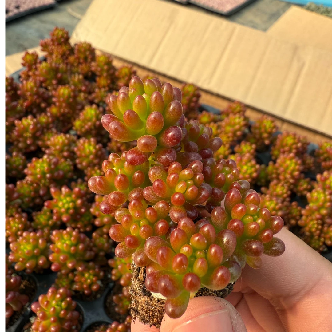 4颗小浆果 3cm左右 不带盆发货多肉植物 满九点九包邮