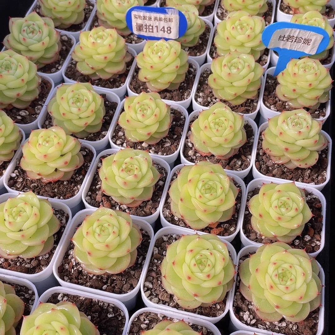 量拍148号 杜若珍妮单头一个