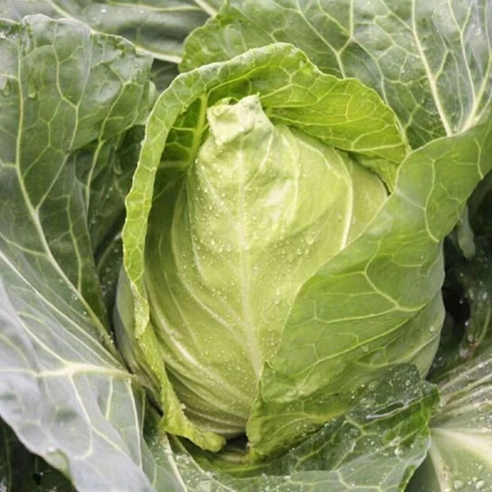 牛心包露天种植新鲜牛心菜