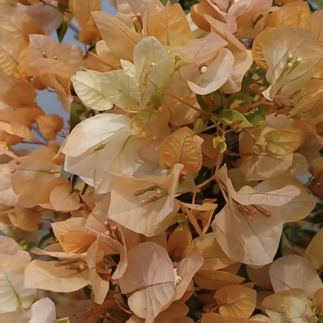 新优品《金心黄白》原生扦插袋苗三角梅不售后