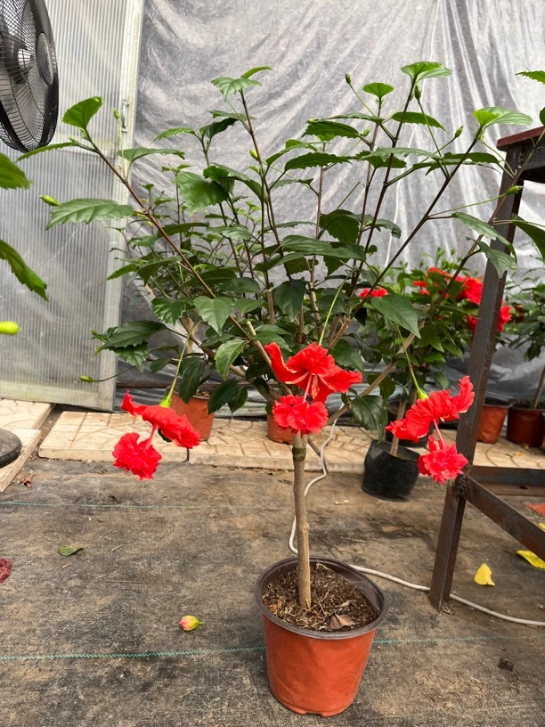 嫁接宝塔木槿（带花苞发货，到家不换盆，换盆无售后）
