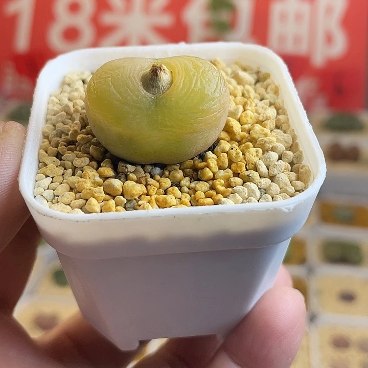 佳人园艺多肉生石花水蜜桃678