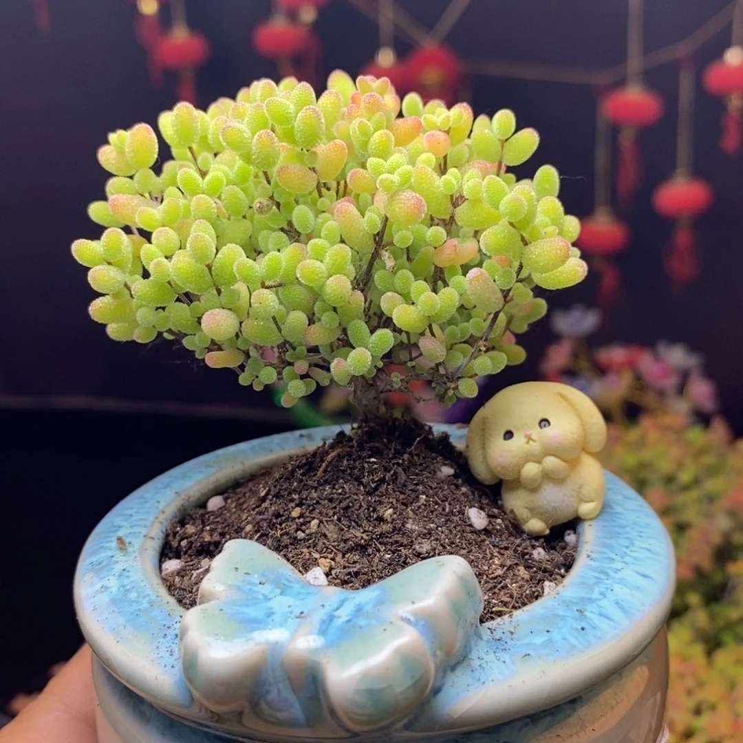 无花朵快***星817号蜜橘糖球枝干