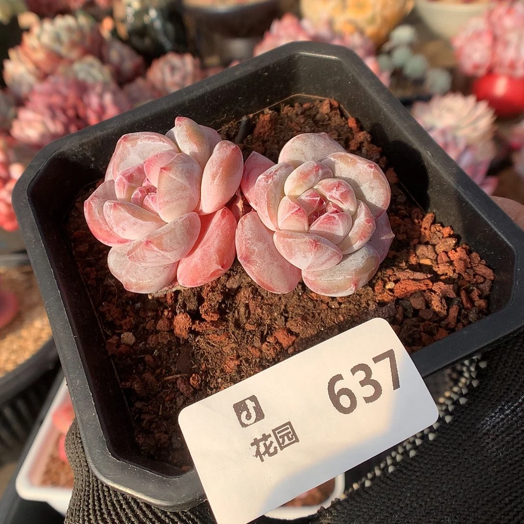 637星影多肉植物66666