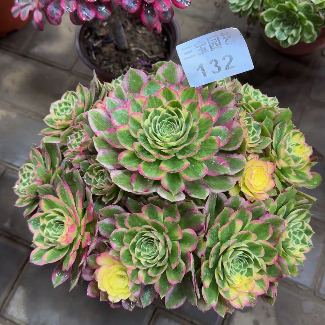 多肉植物132海王