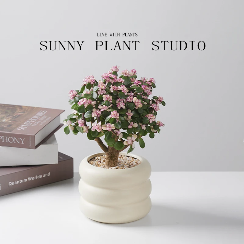 金枝玉叶花开富贵棒棒糖多肉盆栽大老桩绿植室内客厅花卉好养活