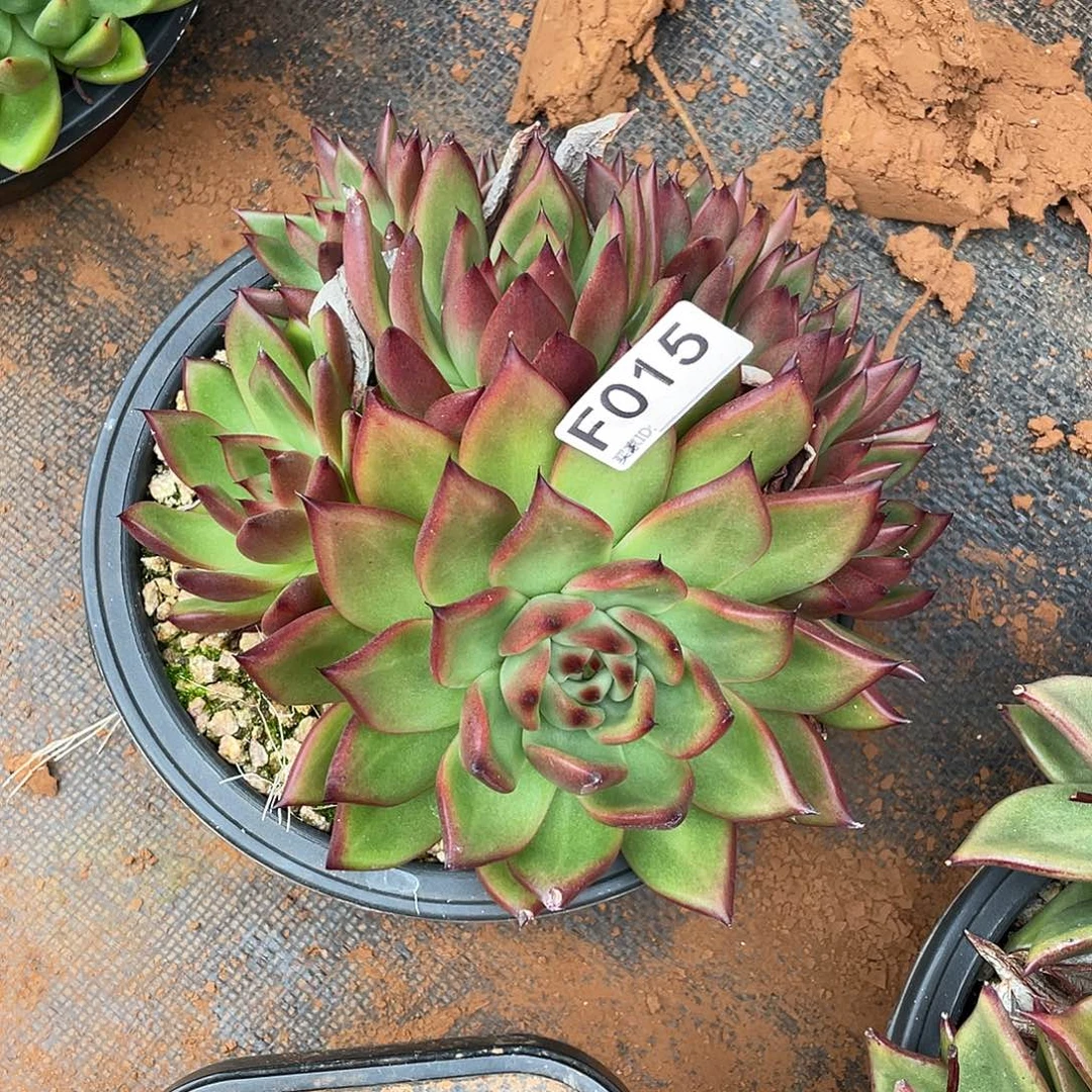 若如东云筐拍F015