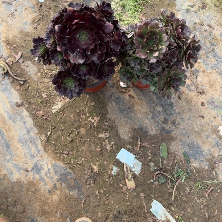 一单包邮不包侧枝65