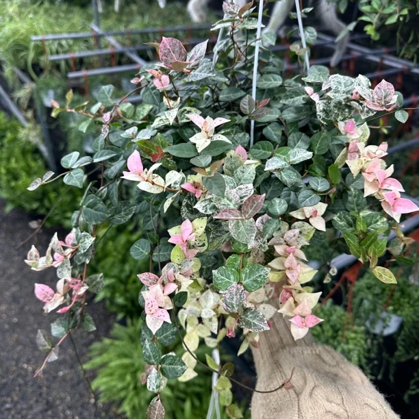 花叶络石盆栽多年生植物室外庭院种植叶子颜色多变好养