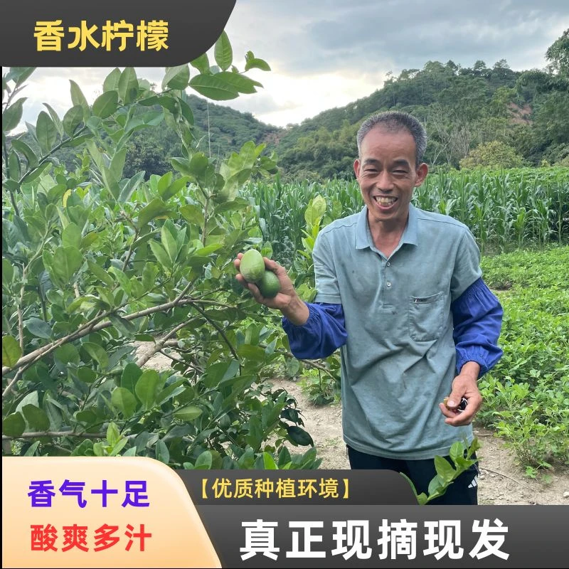 无籽香水柠檬子弹头新鲜清香多汁当季水果奶茶柠檬茶专用