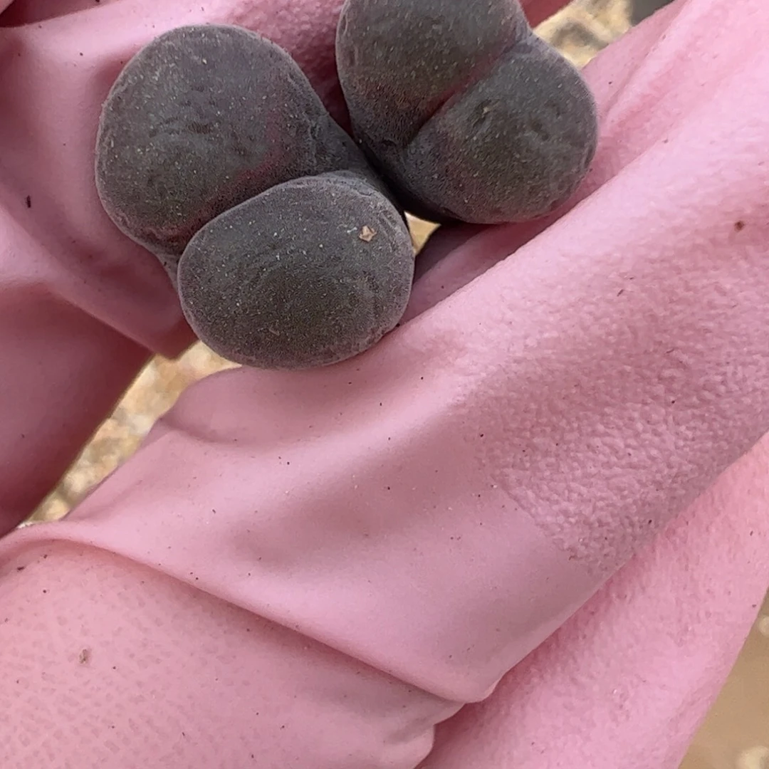 704 好看的多肉冲冲冲q