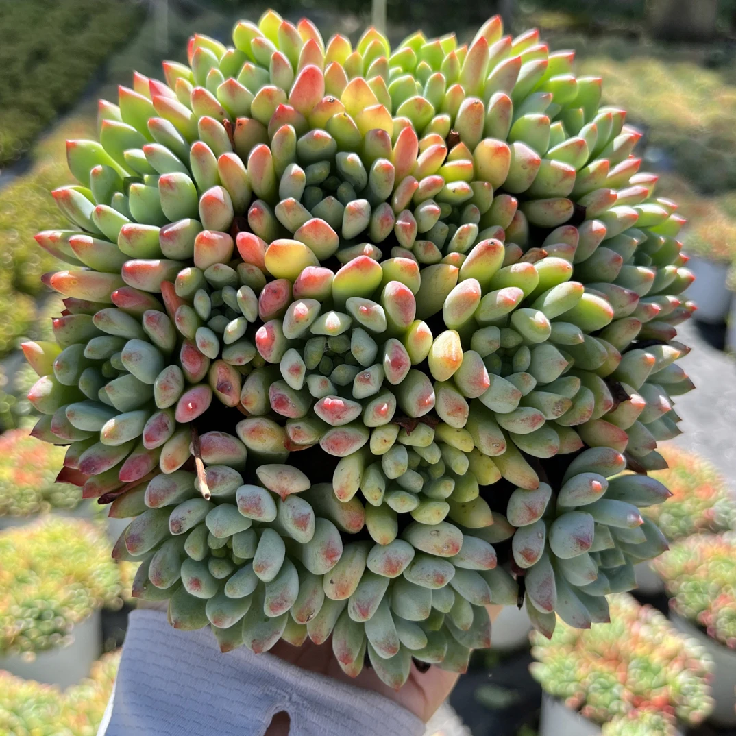 蓝苹果 老桩多肉植物 带盆适合桌面阳台办公室盆栽