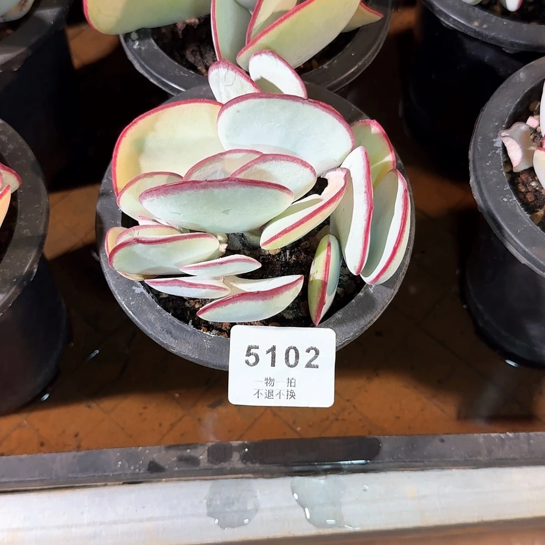 简**单5102白眉带盆土