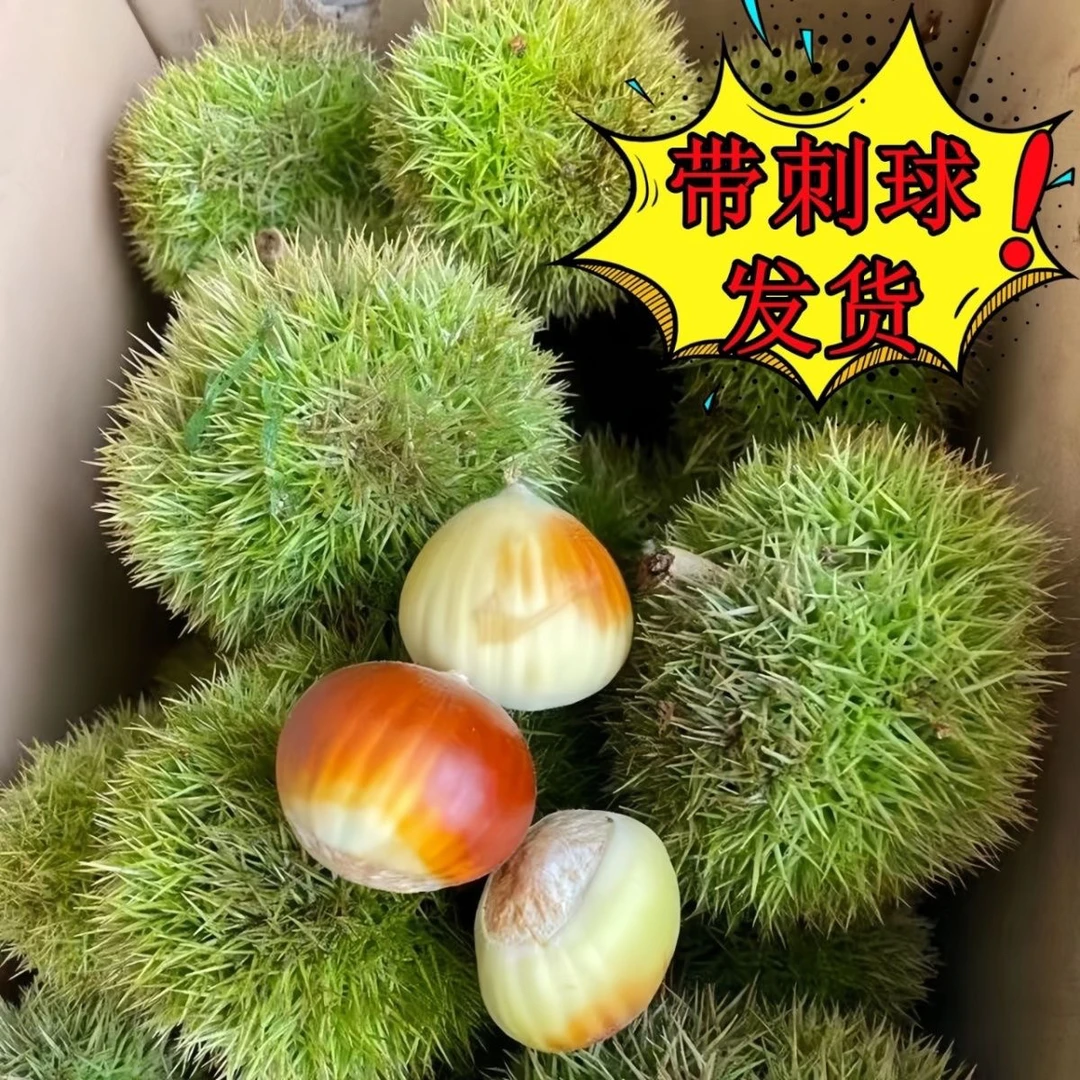 云南新鲜带刺壳白皮嫩板栗现摘现发生吃脆甜可口