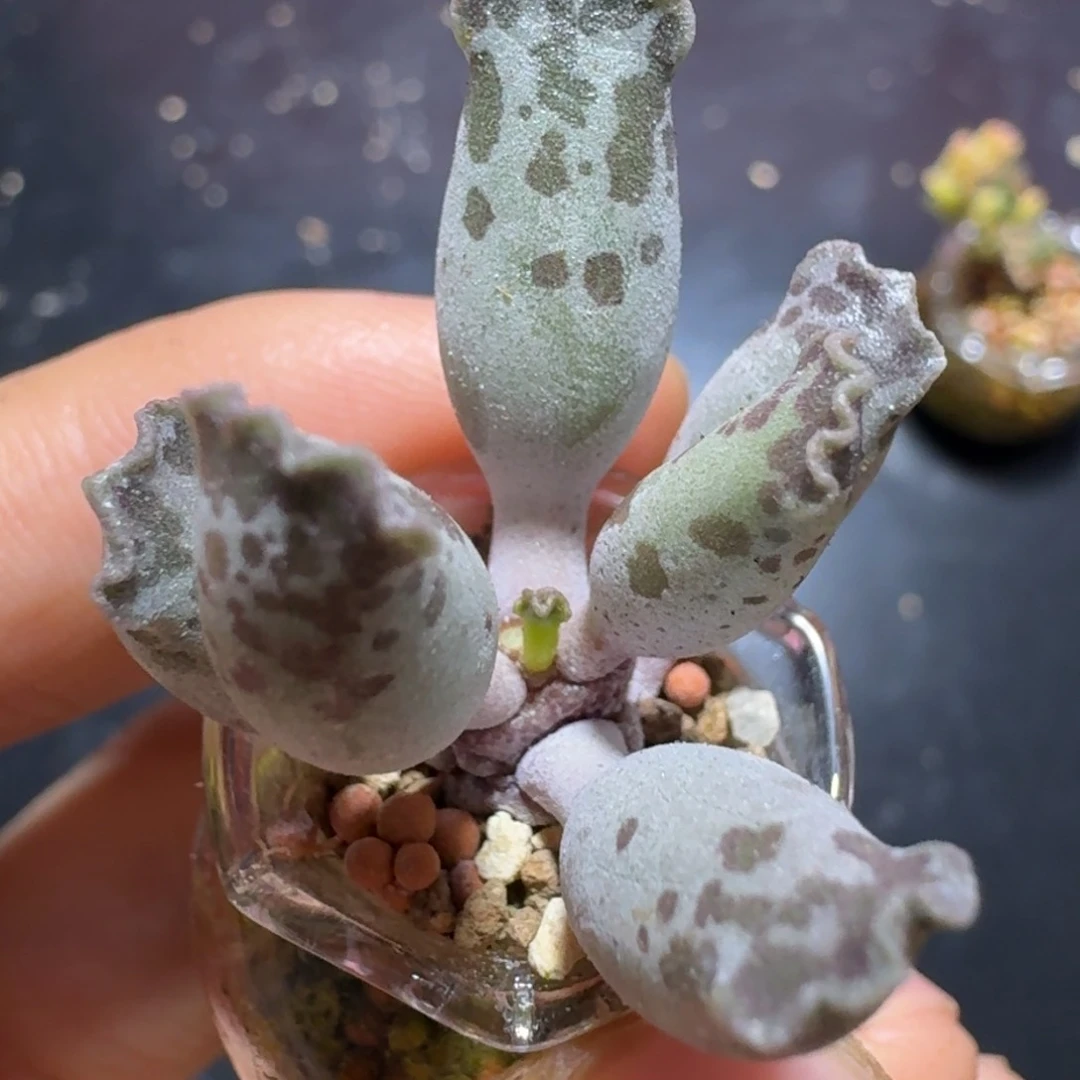 小花边海豹多肉带瓶发